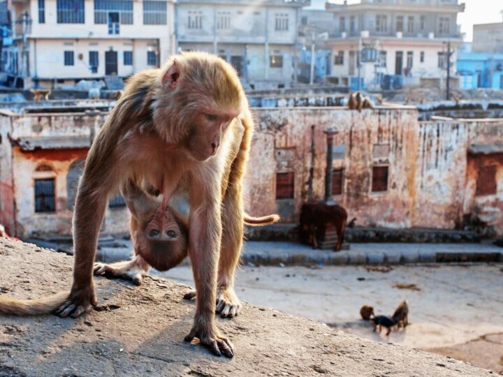 Monkey Town Arnhem  Parque de juegos cubierto